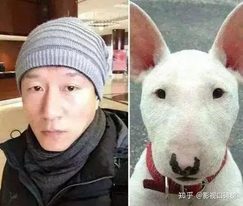 牛头梗明星