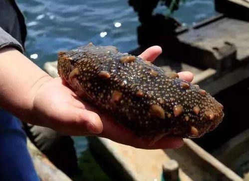 吃瓜姐贝爷吃海参