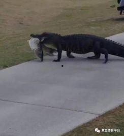 吃瓜群众鱼先生社区,吃瓜群众的热议焦点