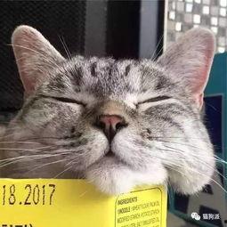 猫猫是网红,揭秘网络红猫的成名之路