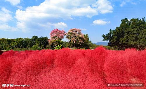 网红草地摆件,打造家居绿意盎然新风尚